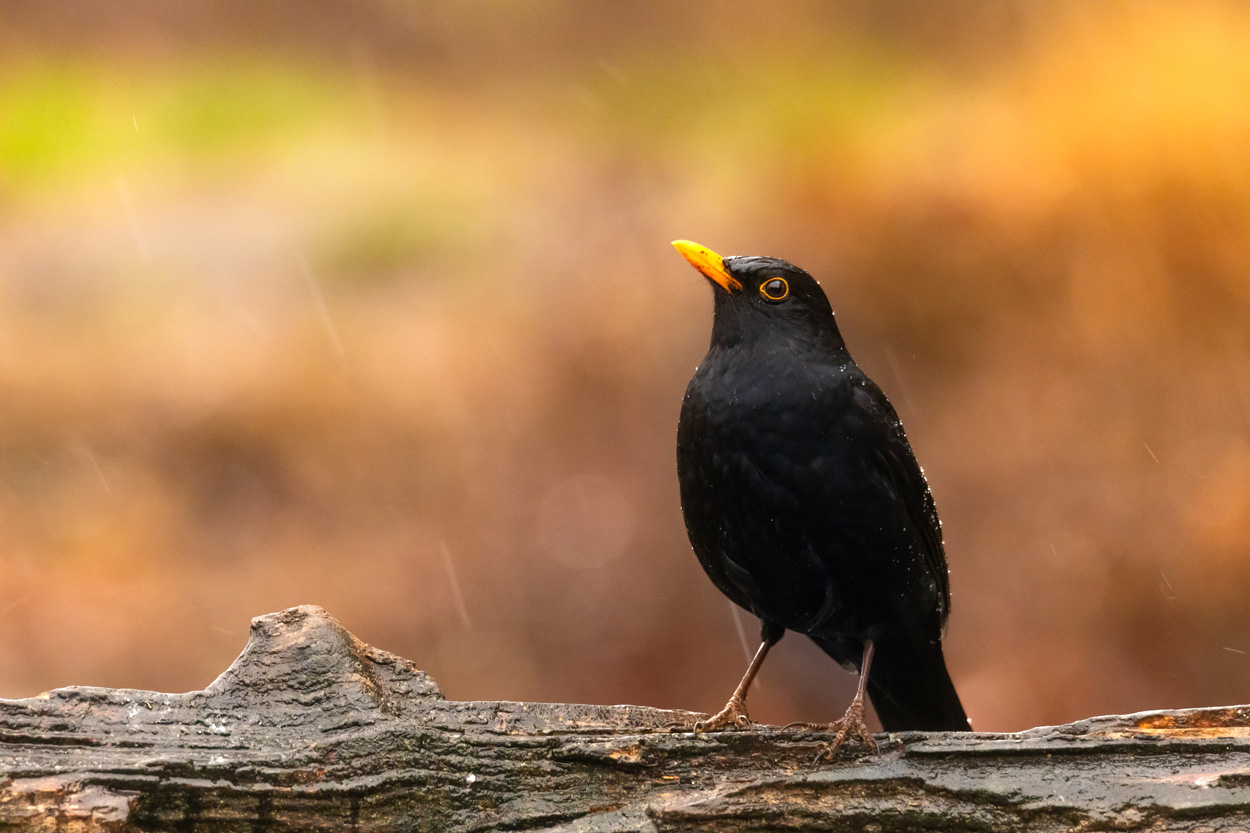 Motiv-Tipp 3: Vögel am Fenster