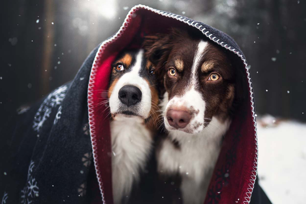 Motiv-Tipp 11: Haustiere porträtieren