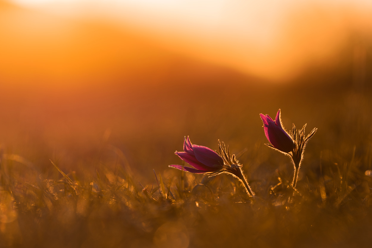 Motiv-Tipp 8: Blumen und Blüten ganz nah