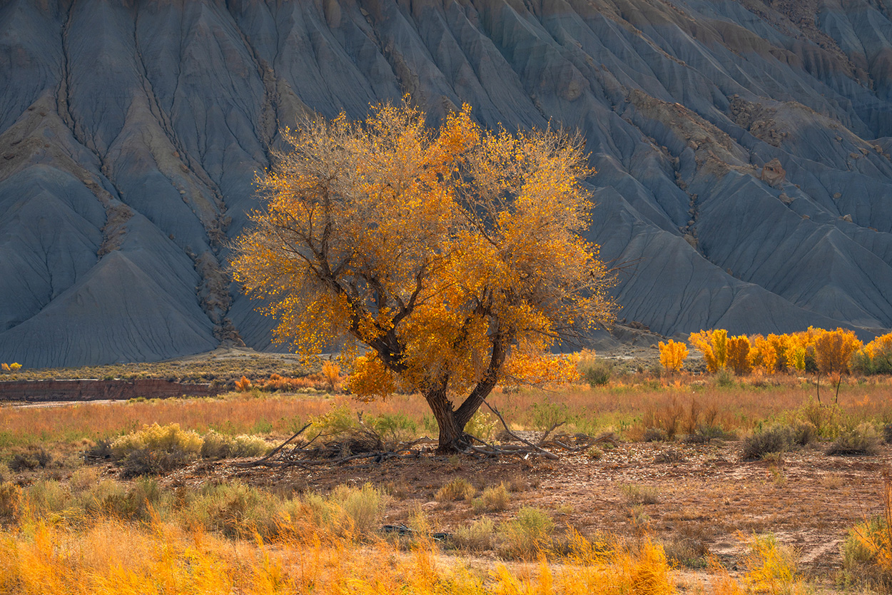 A solitary tree with golden leaves stands in a dry, rocky landscape with distant rugged hills and sparse vegetation.