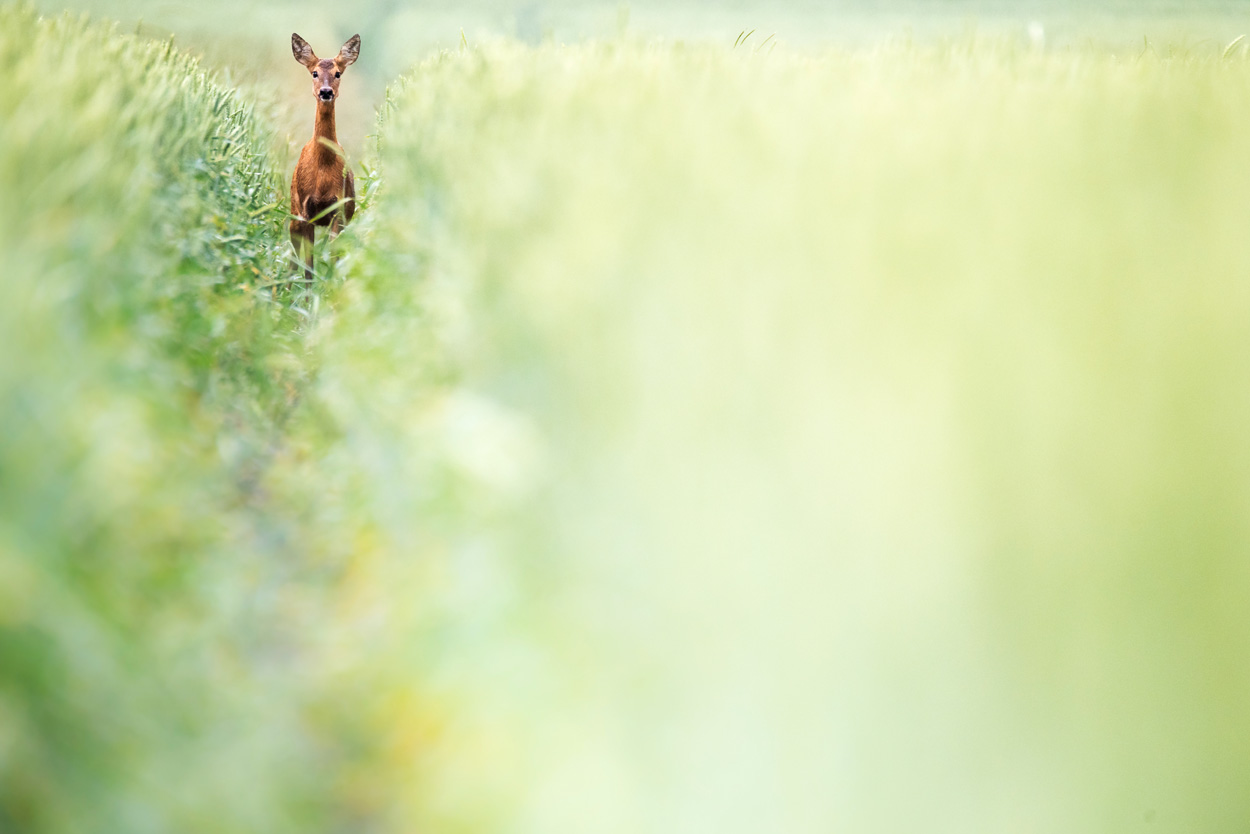 Which telephoto lens to choose?