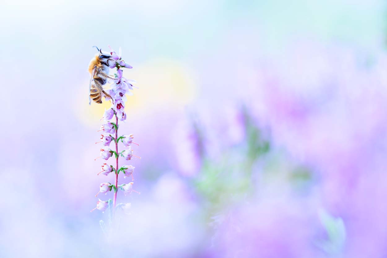A bee perched on a lavender flower against a soft, pastel-colored background.