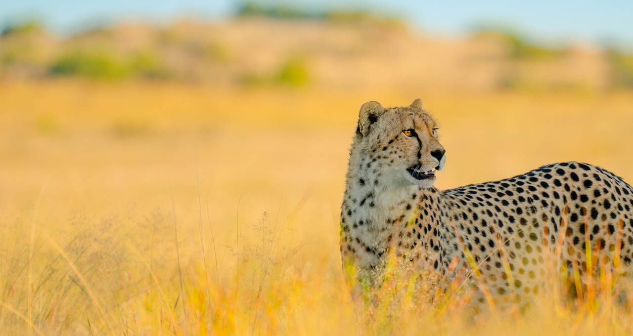 Unique 500mm-Ultra-Telephoto zoom for maximum creative freedom