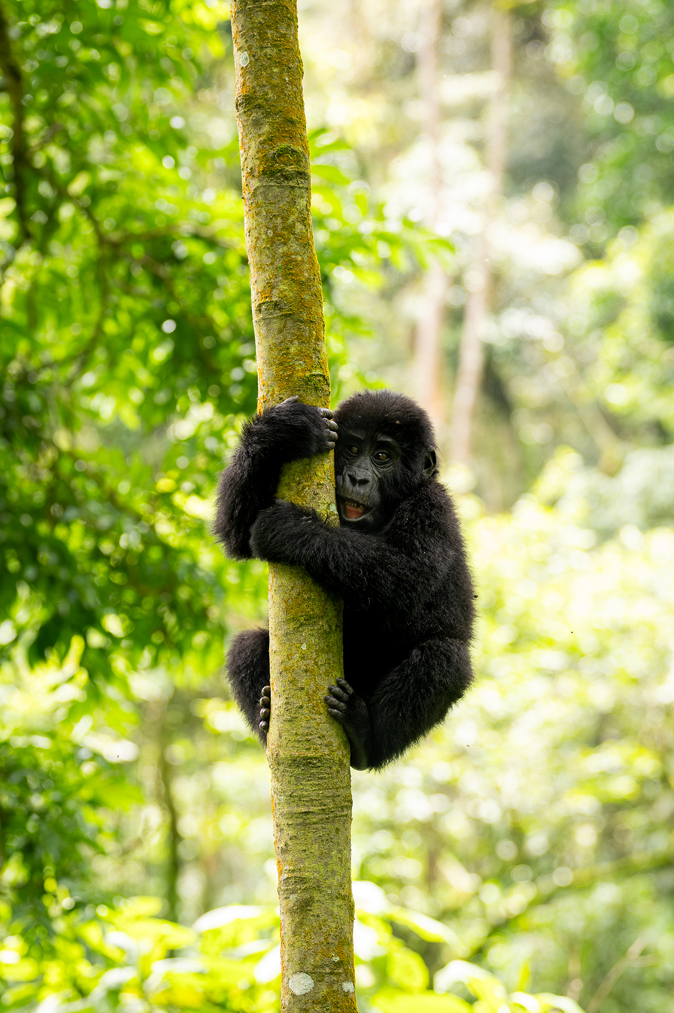 Une faune omniprésente, souvent insaisissable