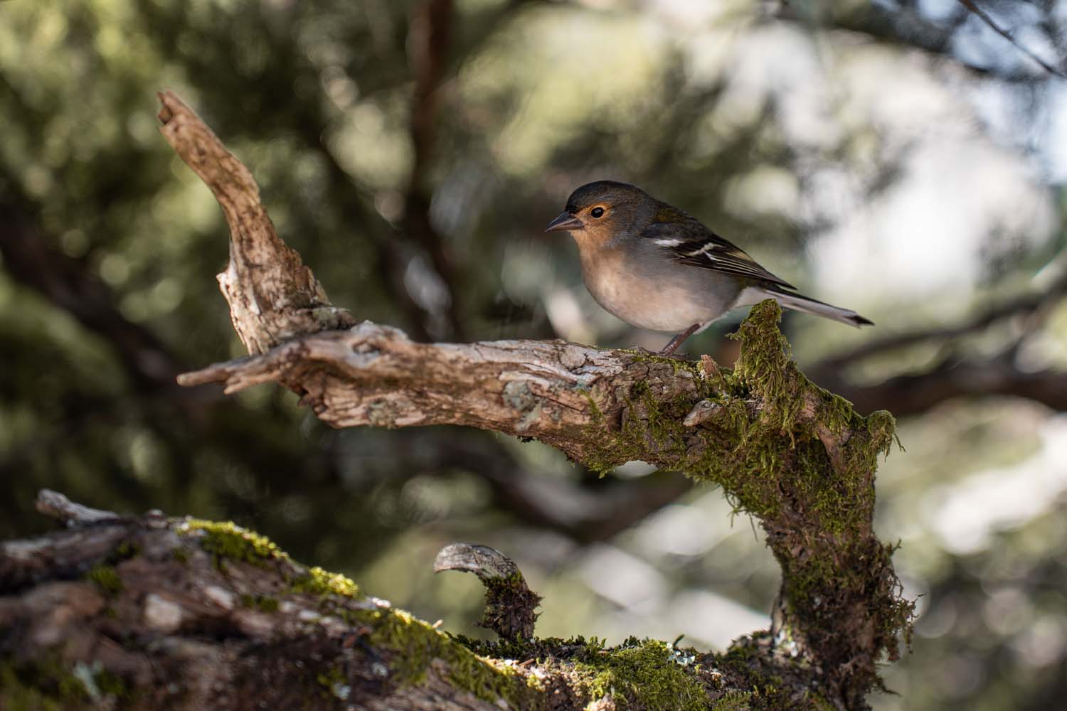 A small bird perched on a moss-covered, gnarled branch with a blurred, natural background.