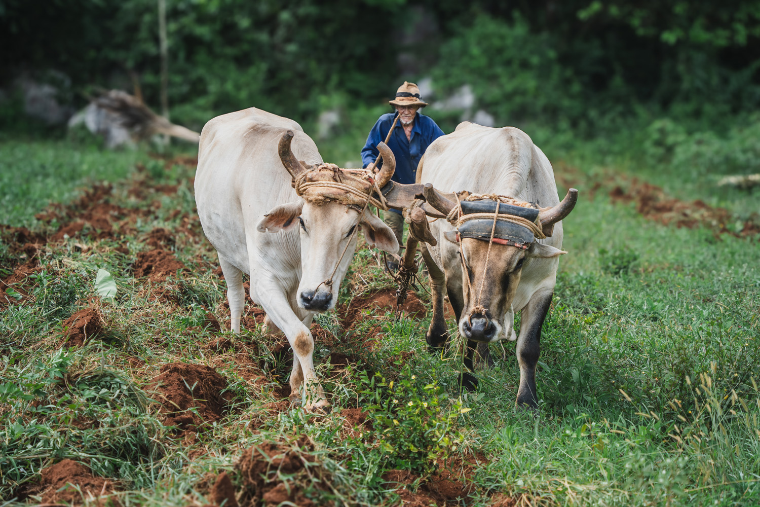 Viñales — Il paradiso verde di Cuba e l’arte del tabacco
