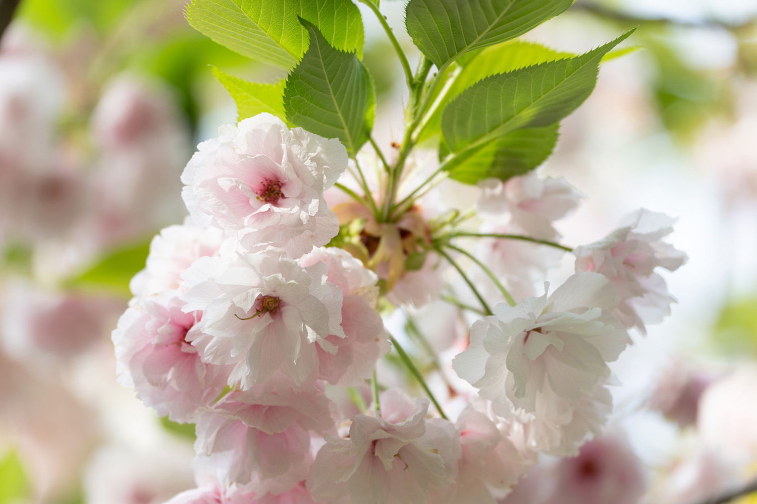 Outstanding Close-Up Performance with 1:1.9 Magnification — Enjoy Half-Macro Shooting