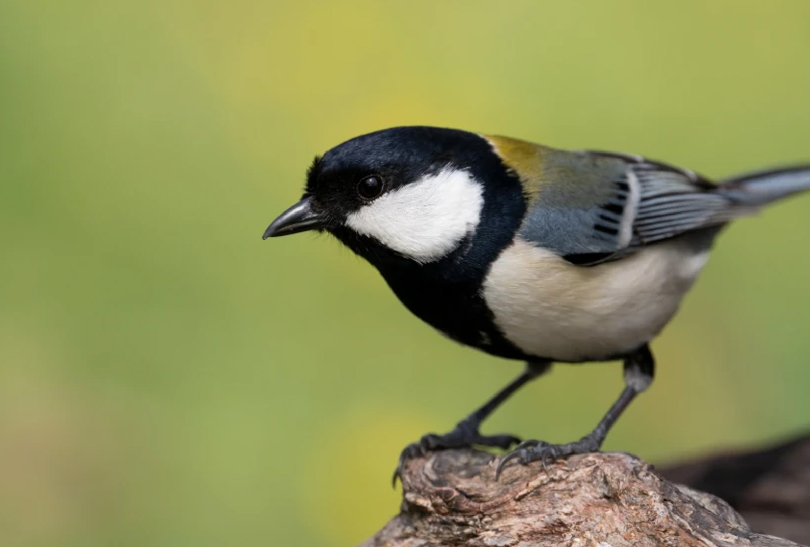 Wilde vogels en dieren
