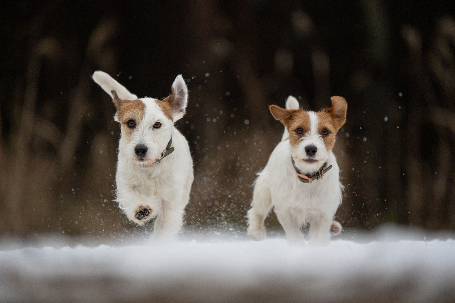 Two white and brown dogs joyfully run through the snow, their ears flapping, with a blurred background of tall grass.
