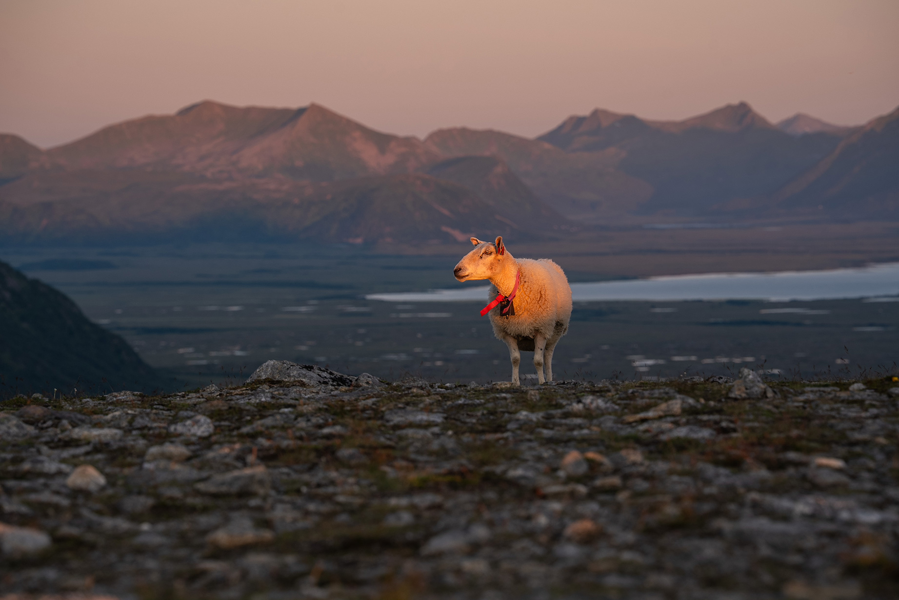 A sheep with a red collar stands on rocky terrain at sunset, with mountains and water visible in the background.