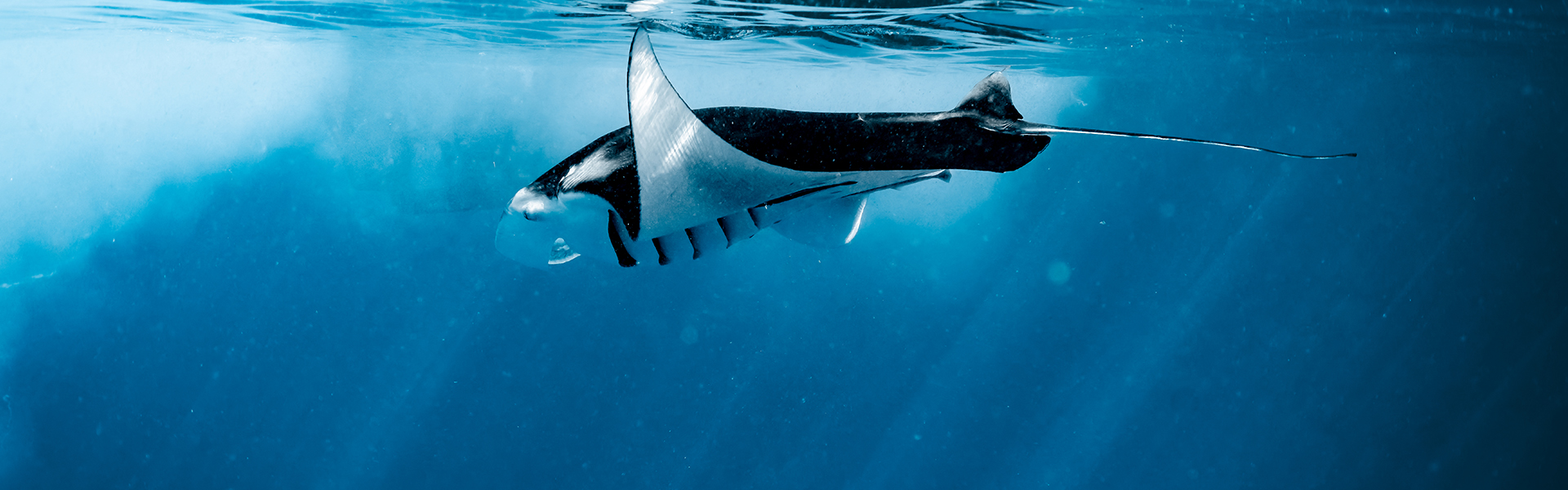 A manta ray glides gracefully underwater, surrounded by deep blue ocean. Sunlight filters through the water, illuminating its wings.