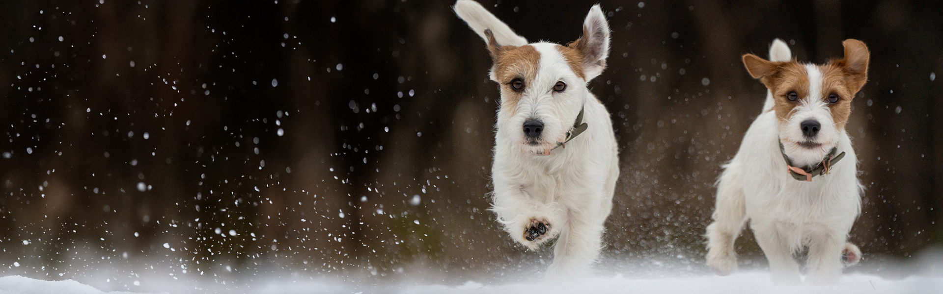 Two Jack Russell Terriers joyfully run through the snow, with ears flapping and snowflakes falling against a blurred dark background.