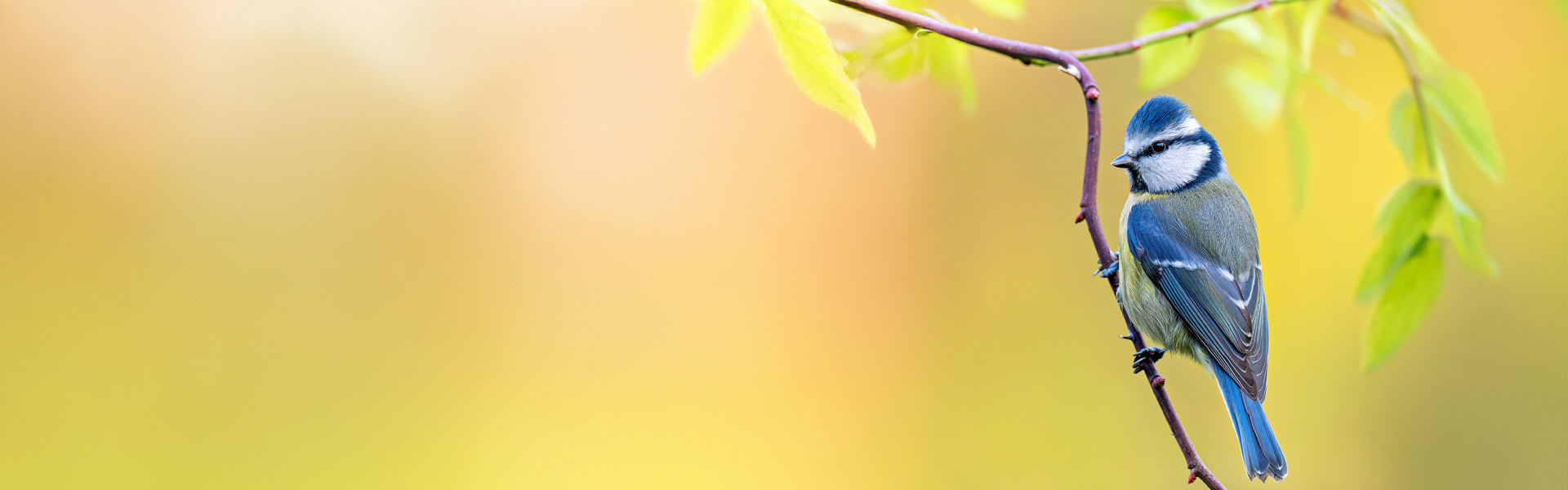 Which telephoto lens to choose?