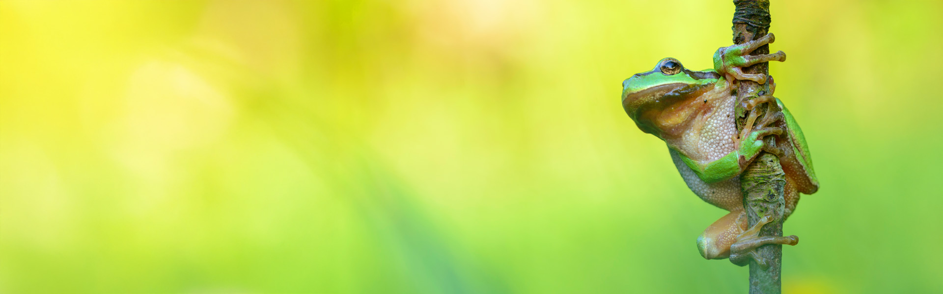 Macro Lenses