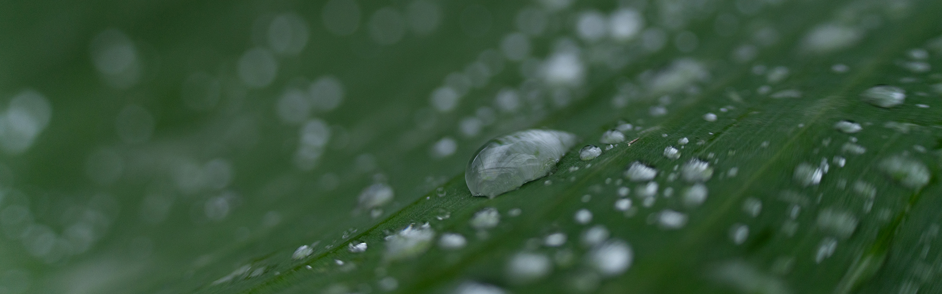 Primo piano di gocce d'acqua su una foglia verde, con una goccia grande in primo piano che crea un'atmosfera fresca e naturale.