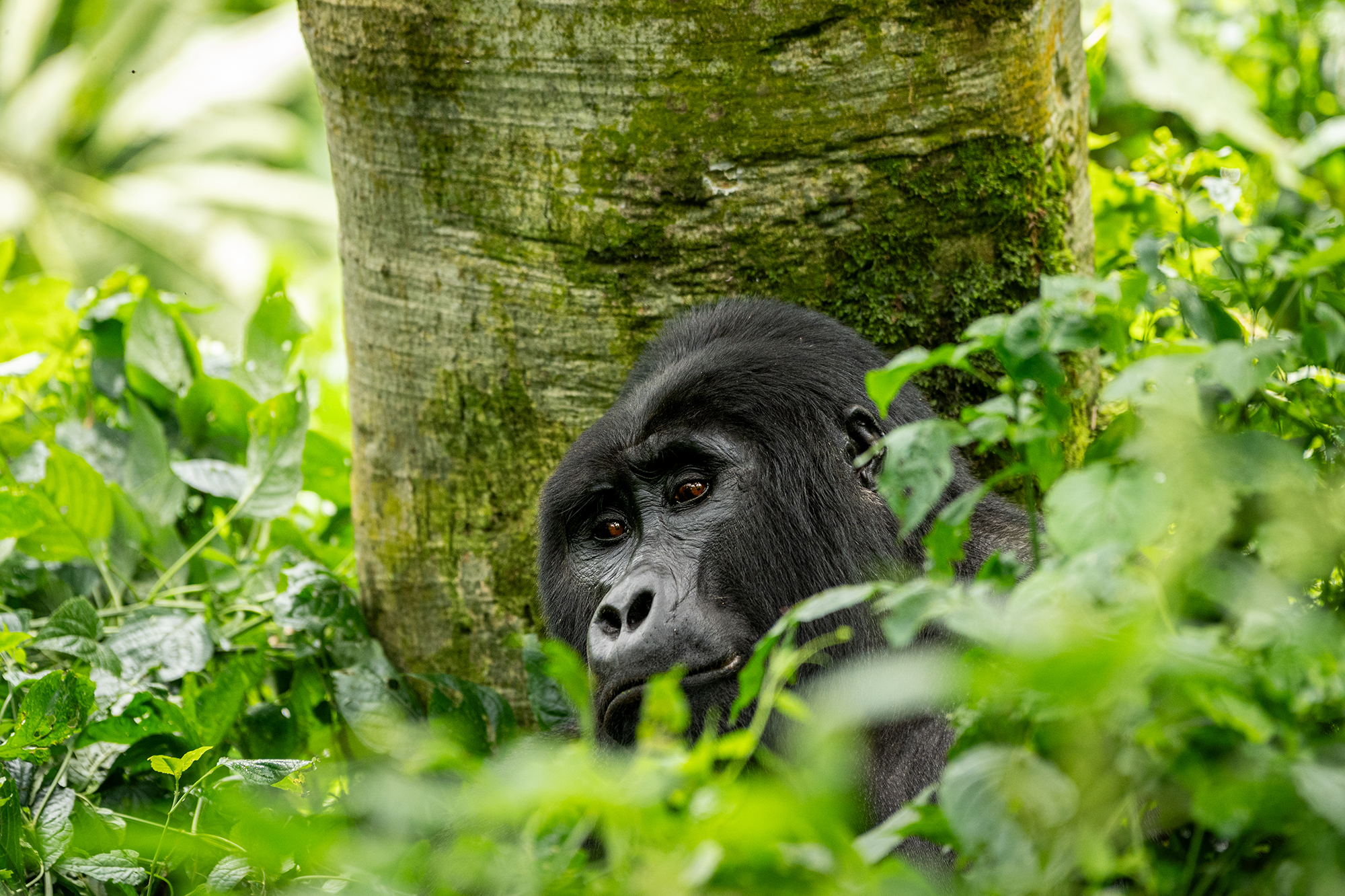 Photographier dans une forêt vivante