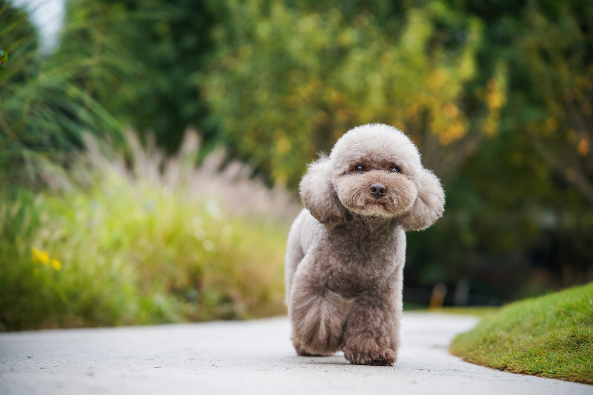 Wild animals and pets.