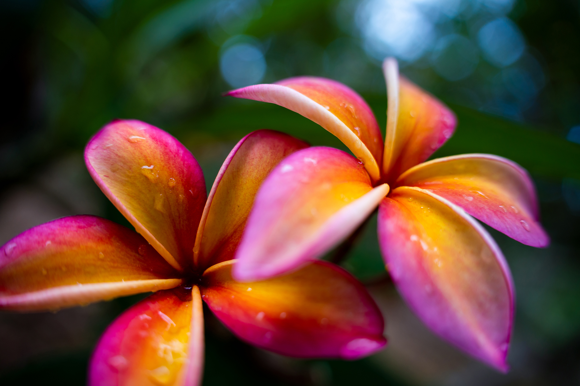Piękny bokeh