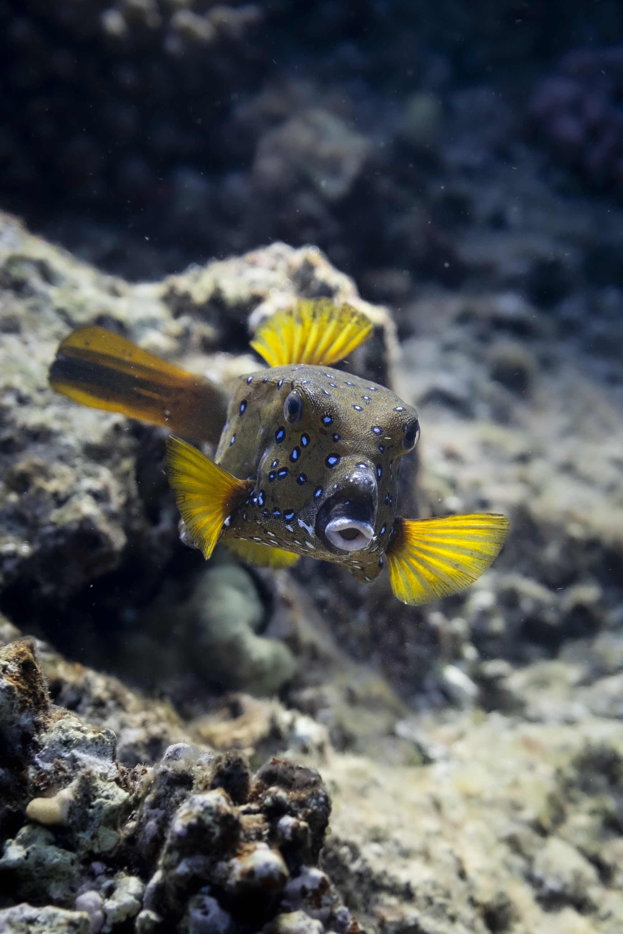 What species did you encounter, and how did you limit your impact on them?