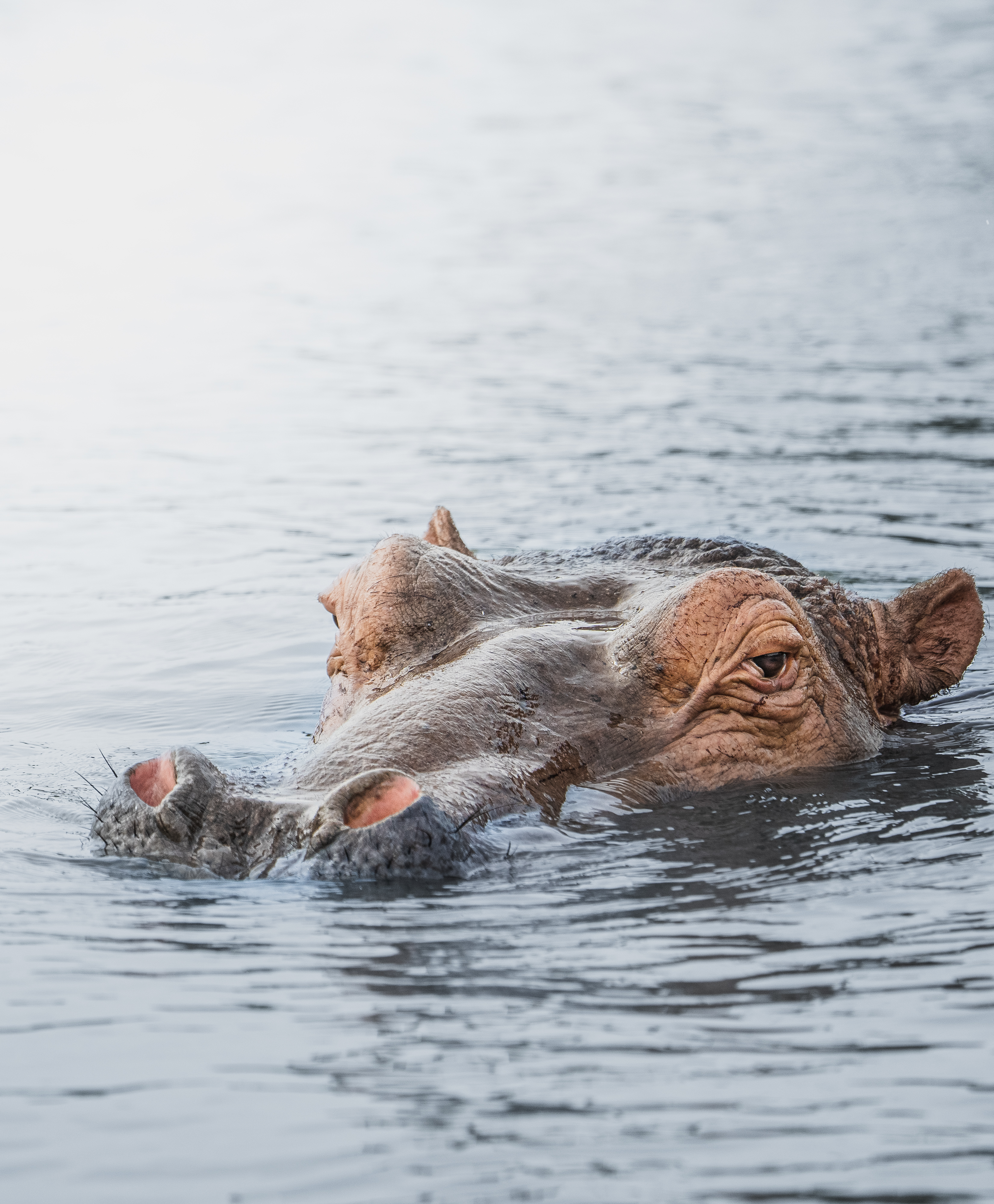 Un hipopótamo está parcialmente sumergido en el agua; solo sus ojos y fosas nasales sobresalen de la superficie.