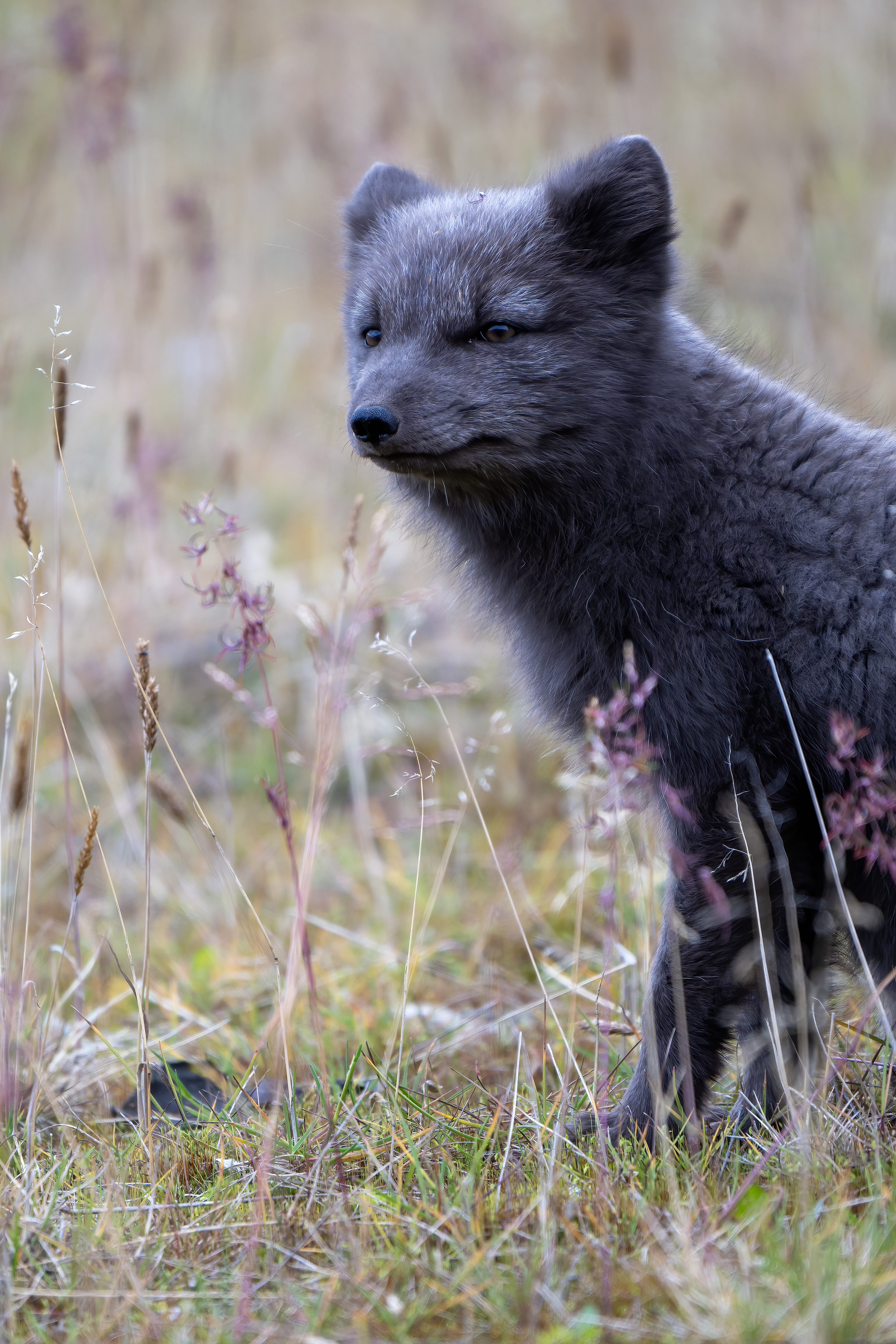 Parlez-nous aussi de la photo de renard polaire que vous avez capturée. Qu’est-ce qui a rendu ce moment spécial ?