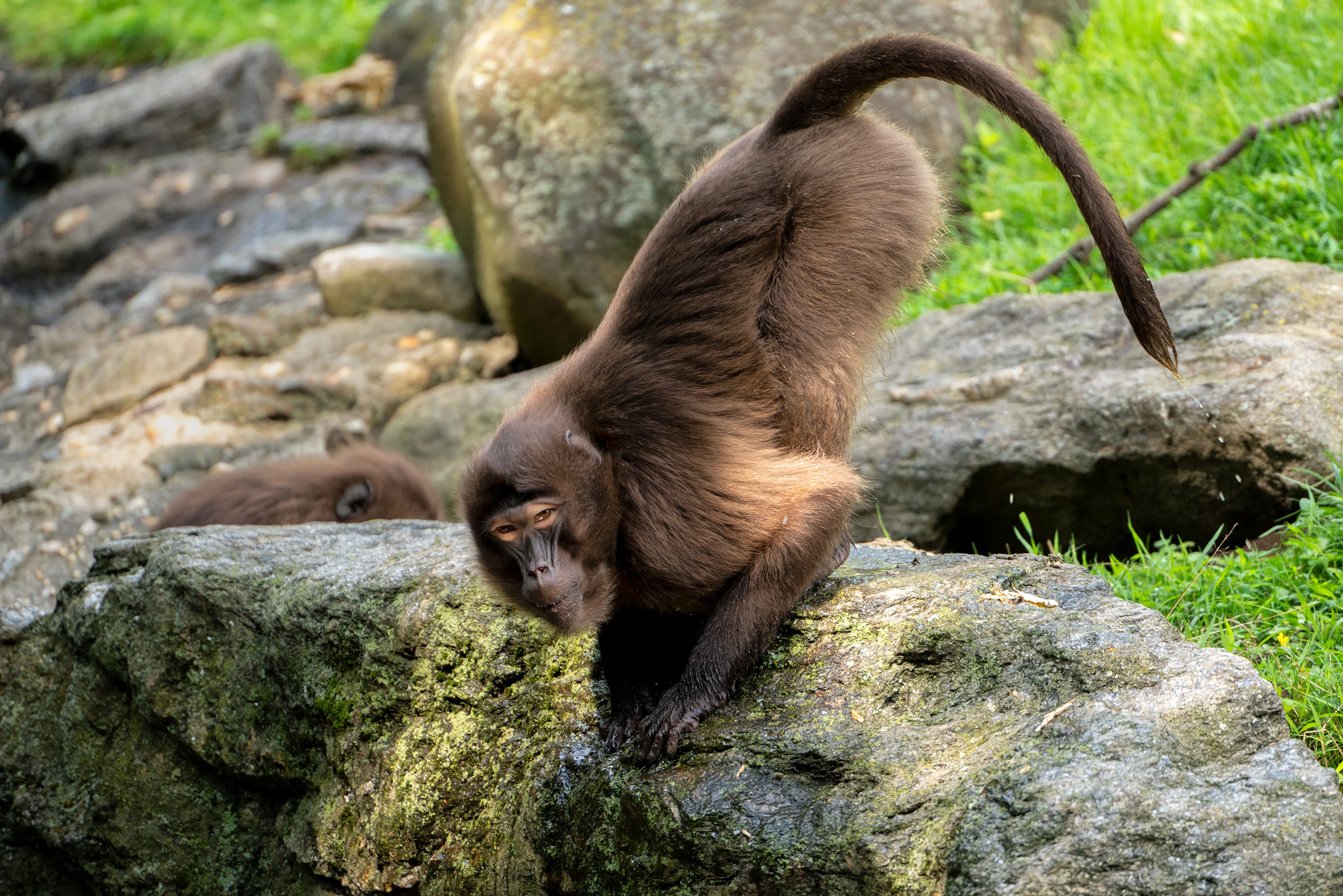 Autofocus RXD rapide et précis