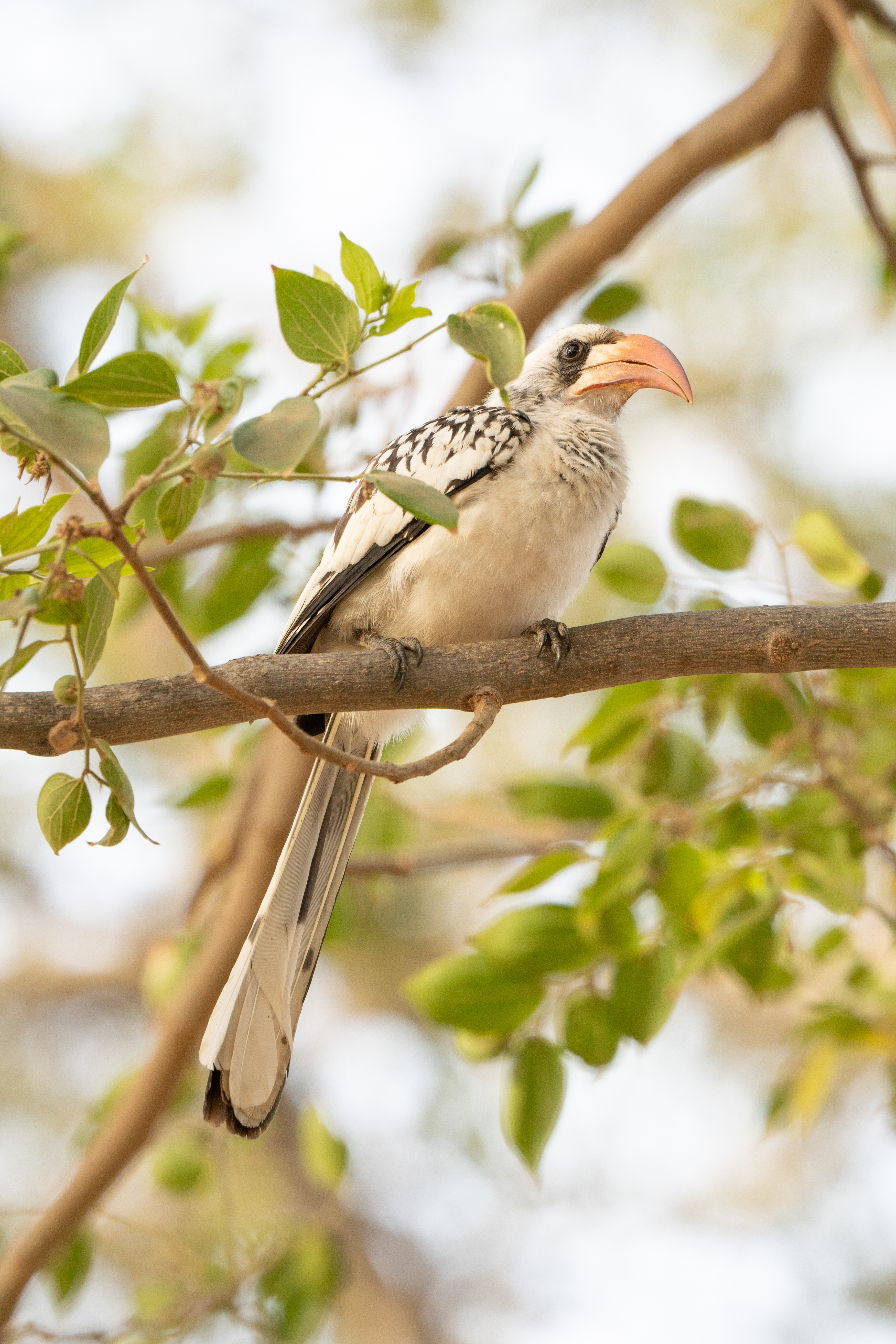 Connaissant ton expérience en photo animalière, as-tu profité de ce périple pour photographier la faune Sénégalaise ?