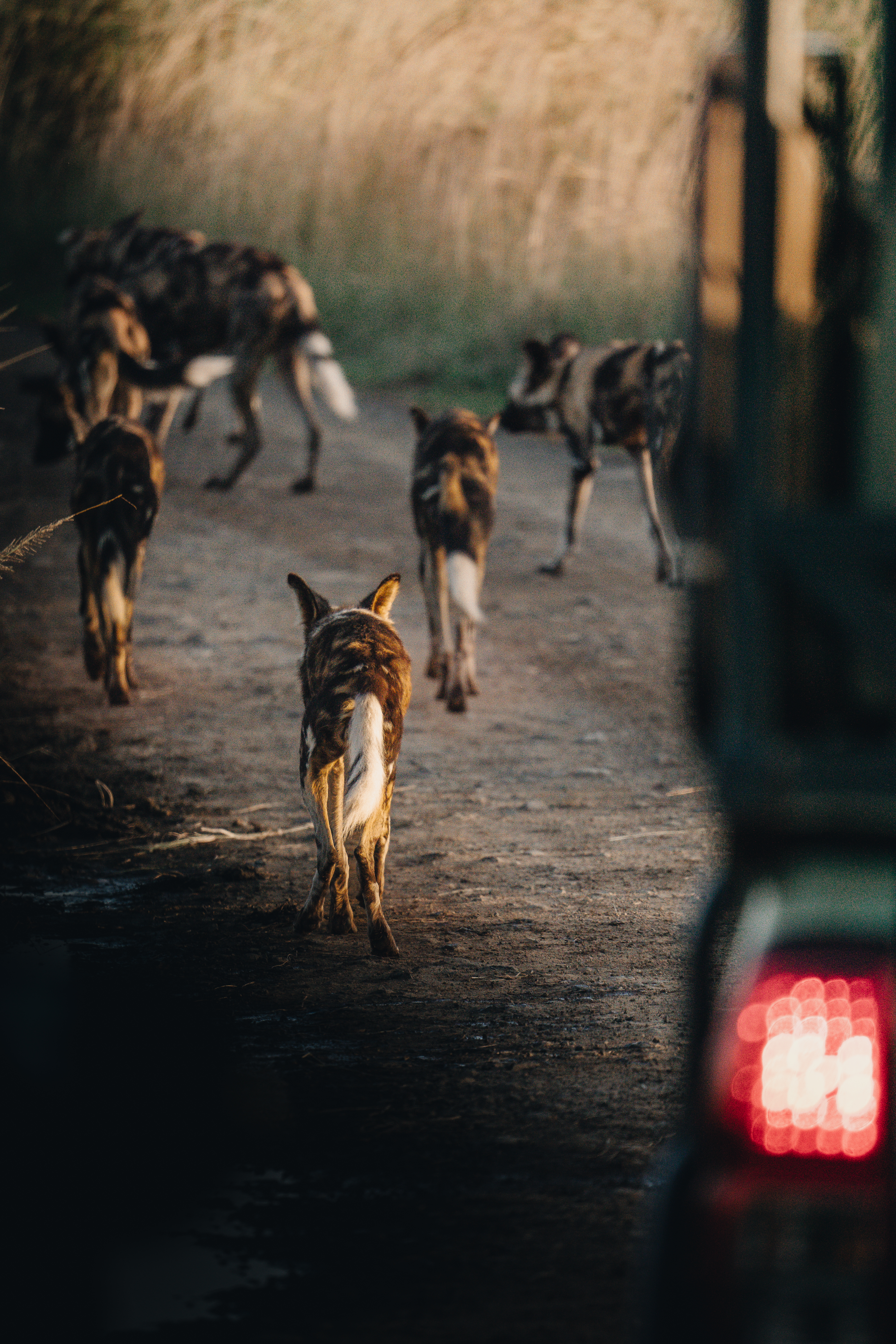 Raro encuentro con perros salvajes