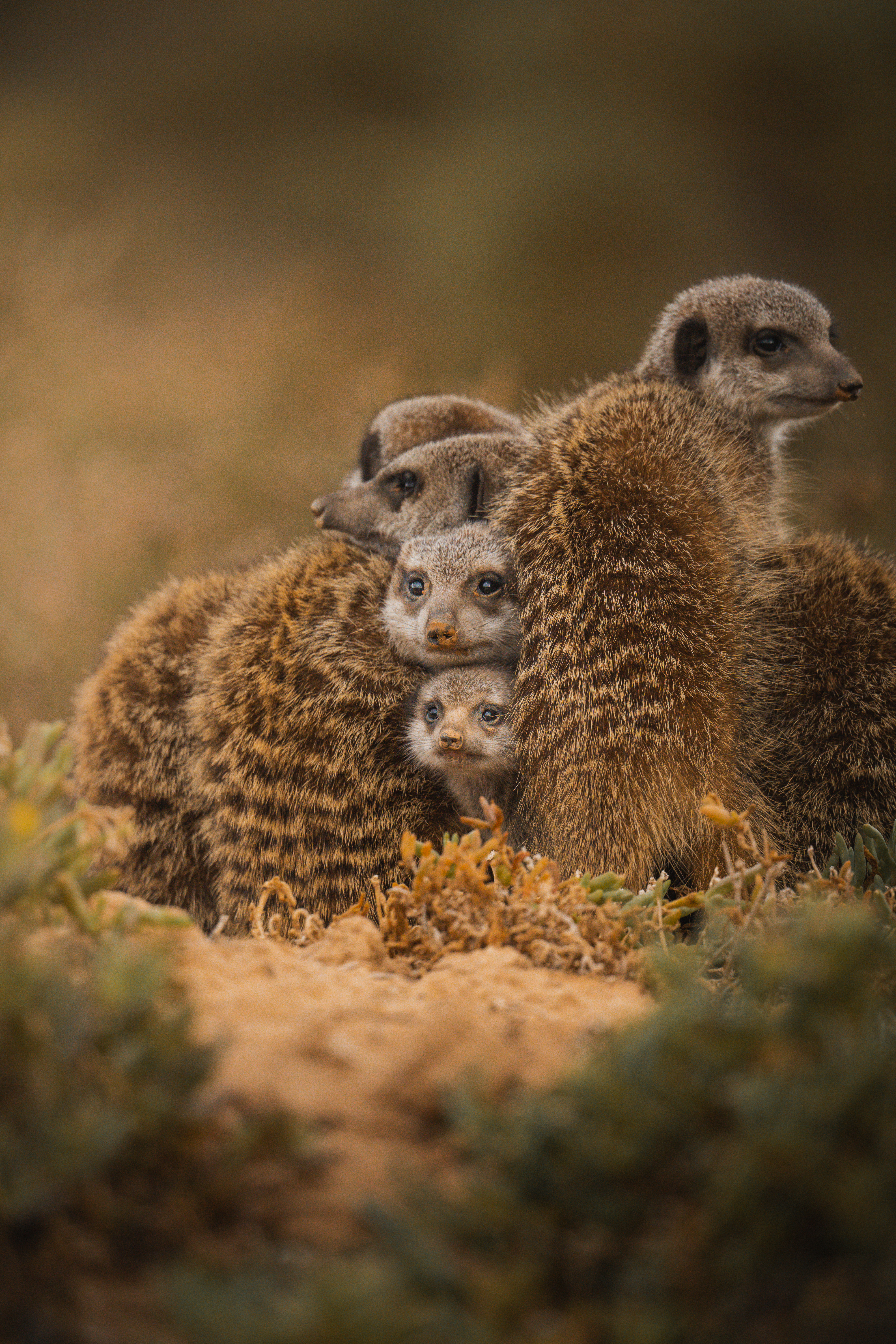 Un grupo de suricatas está acurrucado muy junto, y dos de ellas asoman curiosas desde el centro. Están rodeadas de hierba seca, con un fondo suavemente desenfocado.