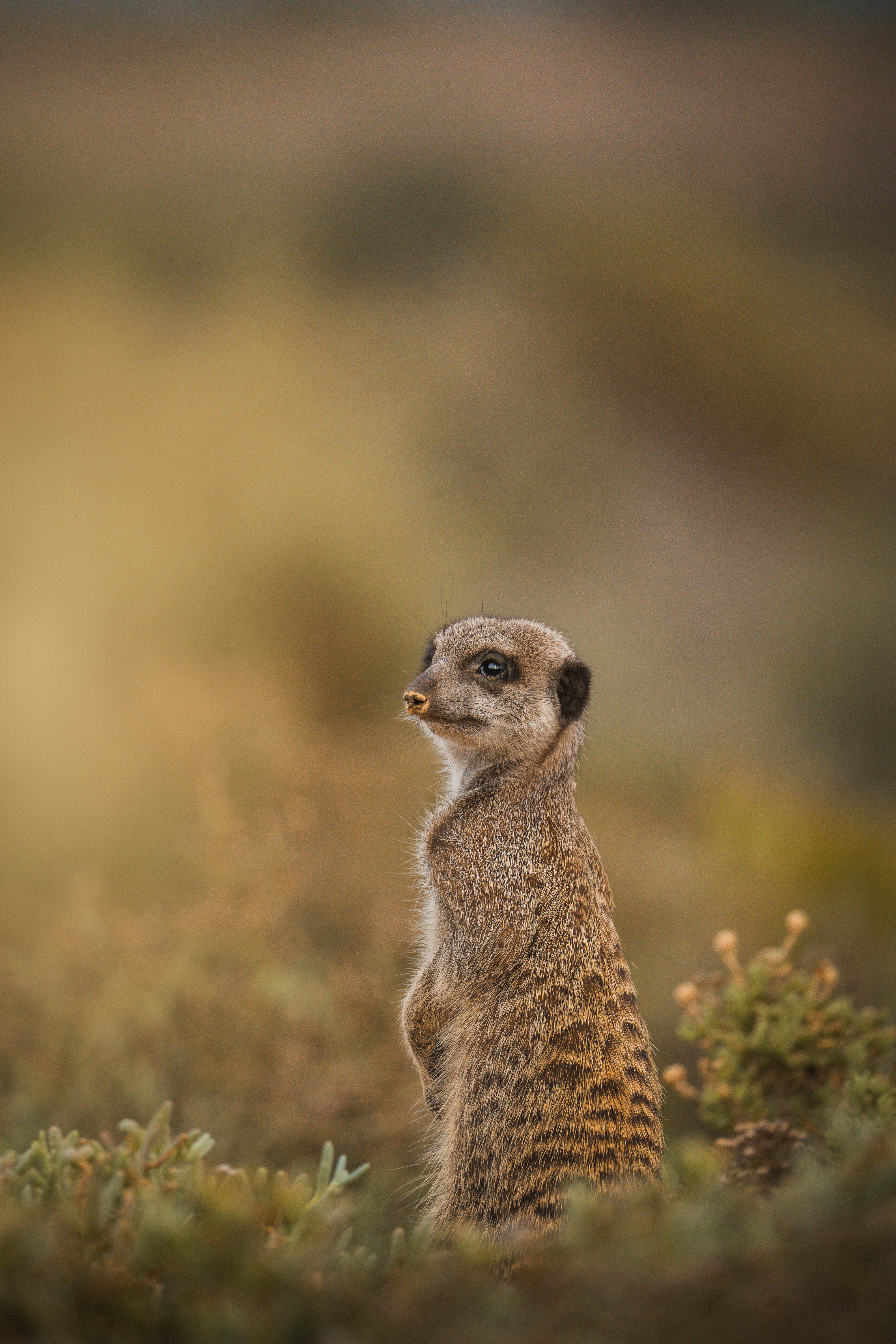 Una suricata está de pie, atenta, en un campo cubierto de hierba, mirando hacia un lado. El fondo suavemente desenfocado resalta su postura vigilante.