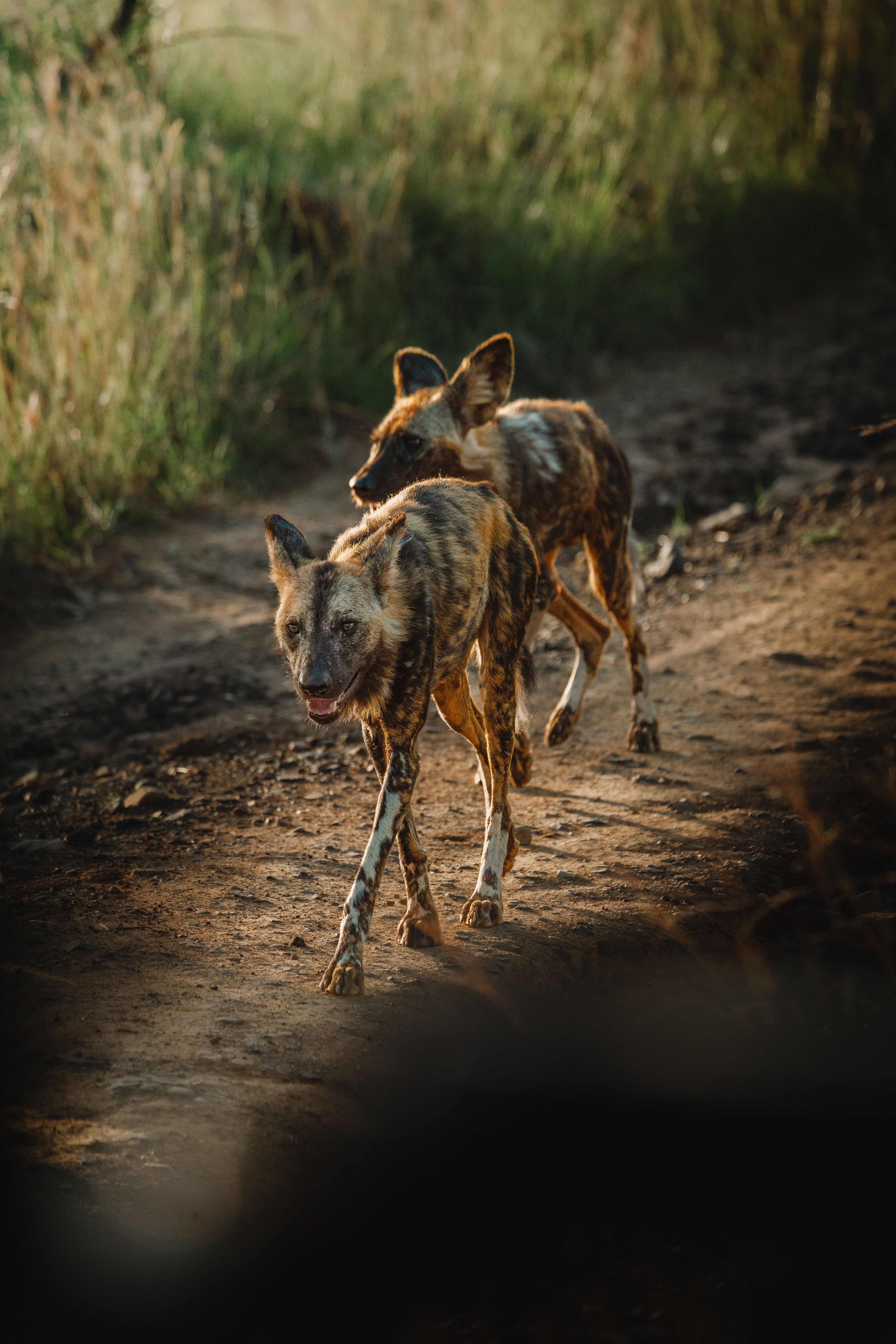 Dos perros salvajes africanos caminan por un sendero arenoso a través de un paisaje cubierto de hierba, mientras la luz solar moteada hace brillar su pelaje manchado.