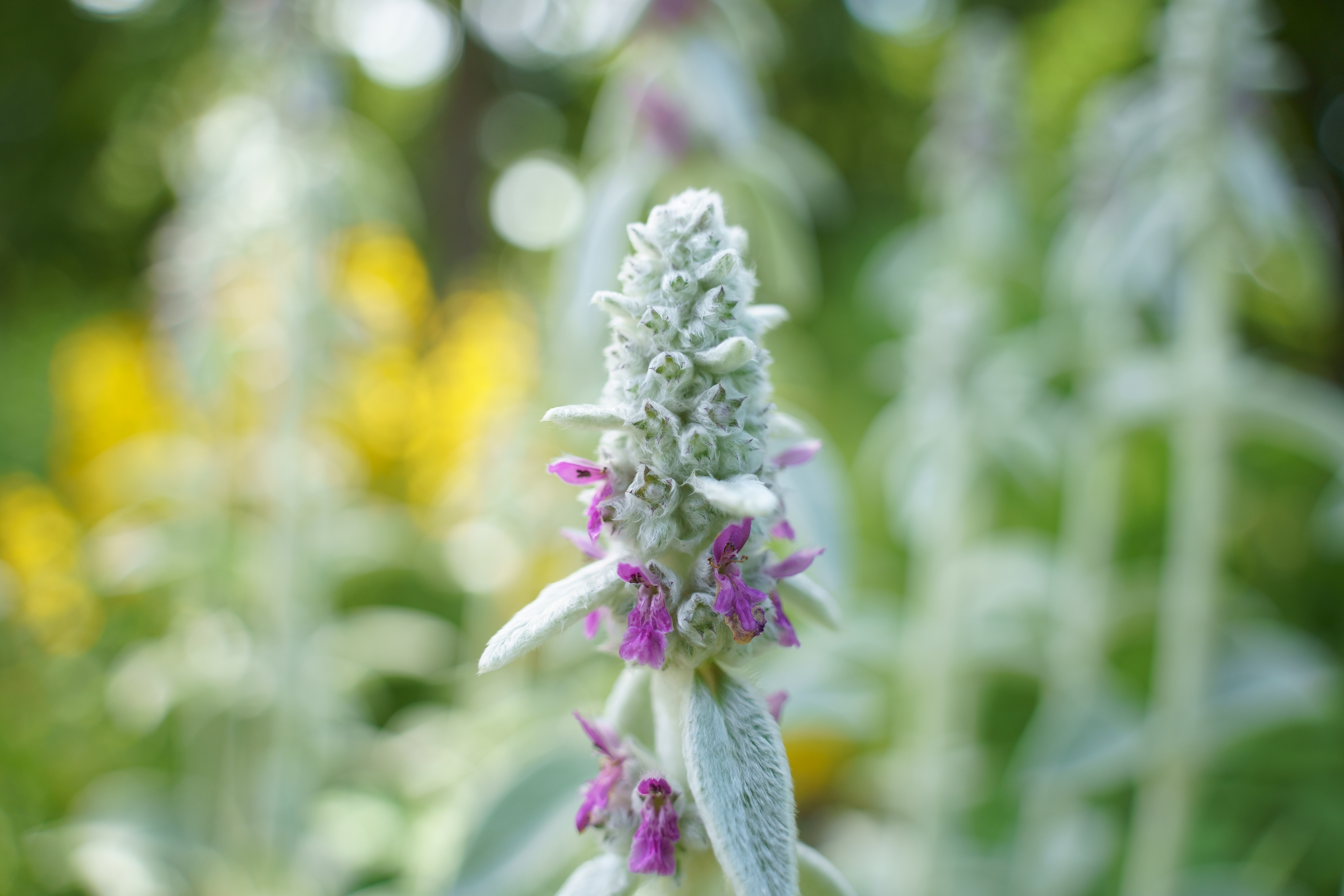 Des performances uniques en proxiphotographie 