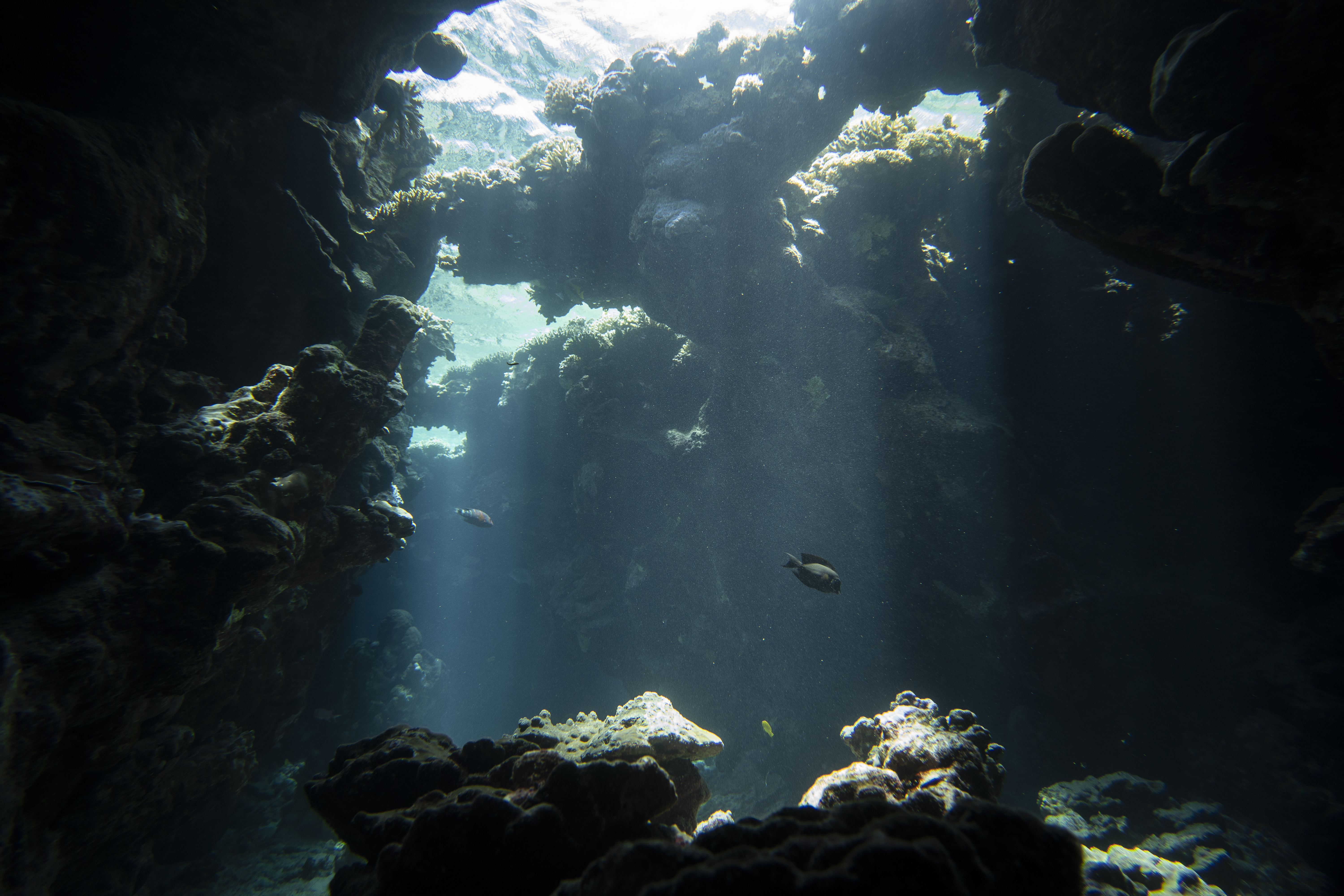 Underwater photography obviously requires mastery of diving. What training did you undergo?
