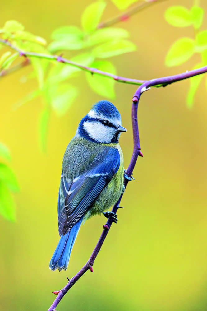 Tierfotografie: Welches Objektiv ist geeignet?