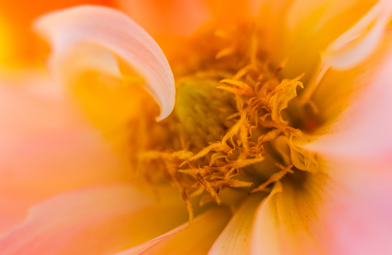 Macro e dettagli 