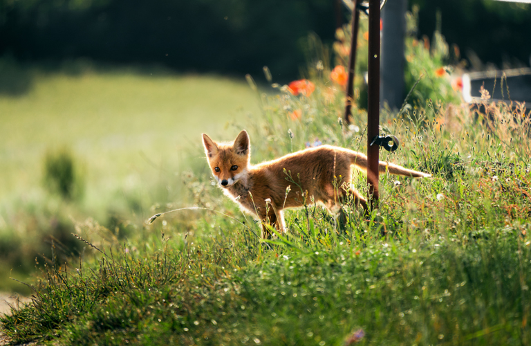 Nature & Wildlife Photography