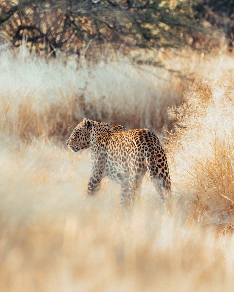 Wildlife in Namibia fotografieren