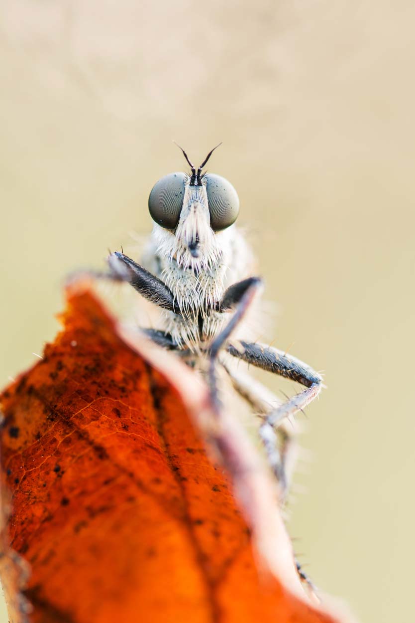 Wo finde ich Insekten?