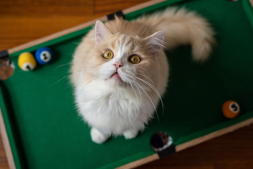 5. Dynamic Shots with a Wide-Angle Lens