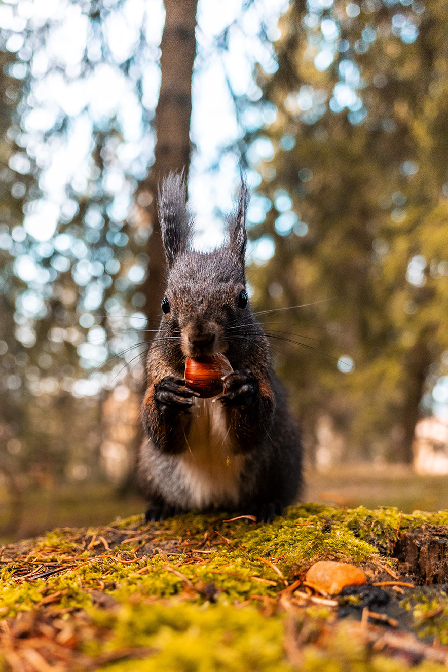Verwacklungen oder Bewegungsunschärfe bei bewegten Motiven
