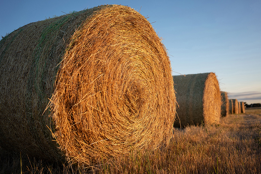 Heuballen auf einem Feld bei Sonnenuntergang, die lange Schatten werfen und in warmes, goldenes Licht getaucht sind.