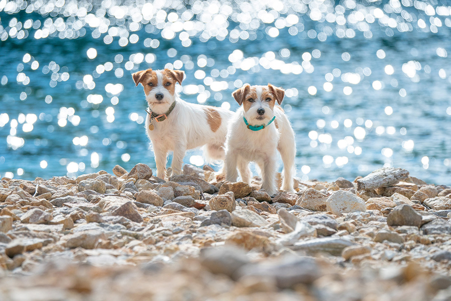 Two small dogs stand on a rocky shore with sparkling water in the background under bright sunlight.