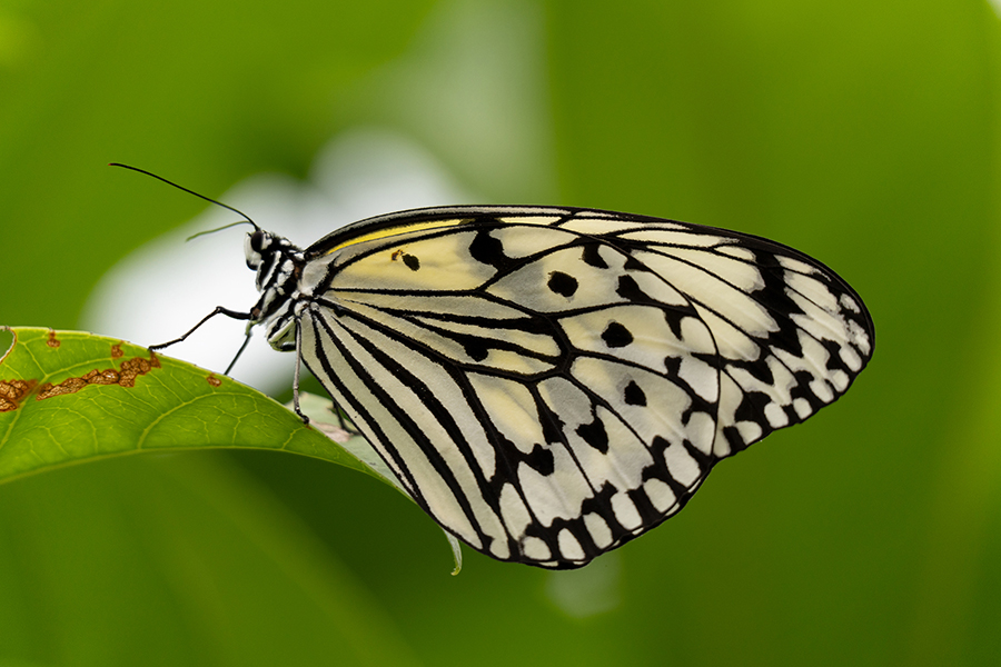 Ein schwarz-weißer Schmetterling mit filigranen Mustern auf den Flügeln, der auf einem grünen Blatt sitzt, vor einem verschwommenen grünen Hintergrund.
