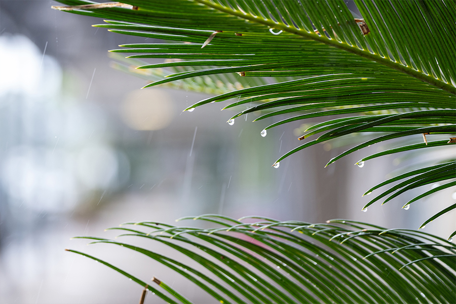 Primo piano di foglie di palma verdi con gocce d'acqua su uno sfondo leggermente sfocato, illuminato da un tocco di luce naturale.