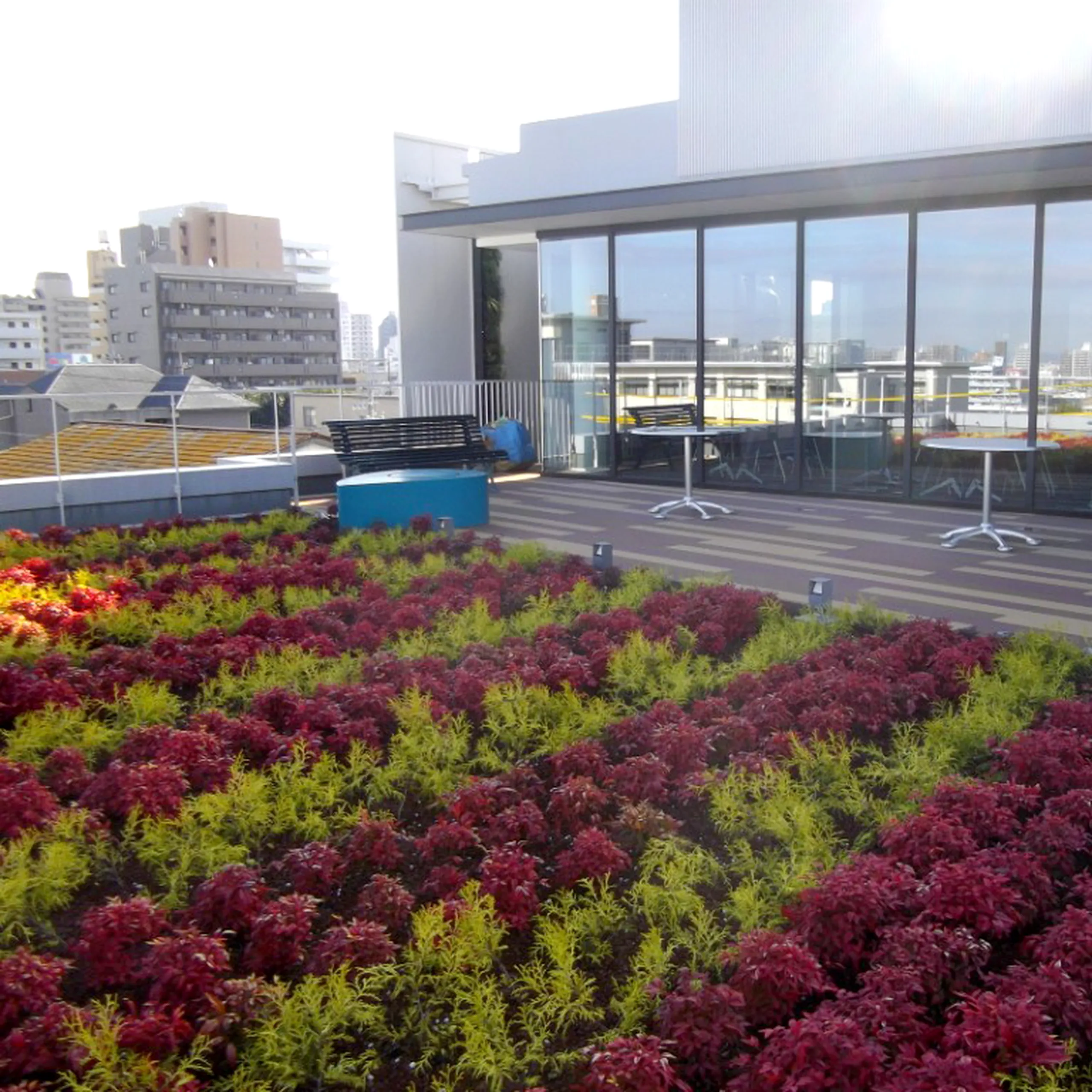 Rooftop garden with alternating red and green foliage and a seating area near glass-walled building, overlooking city skyline.