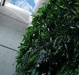 View of the sky from a courtyard, surrounded by concrete walls and a lush green vertical garden on one side.