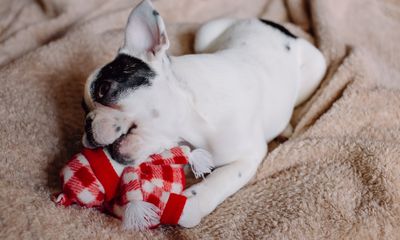 Plush Dog Toys: How to Pick the Best One for Your Dog