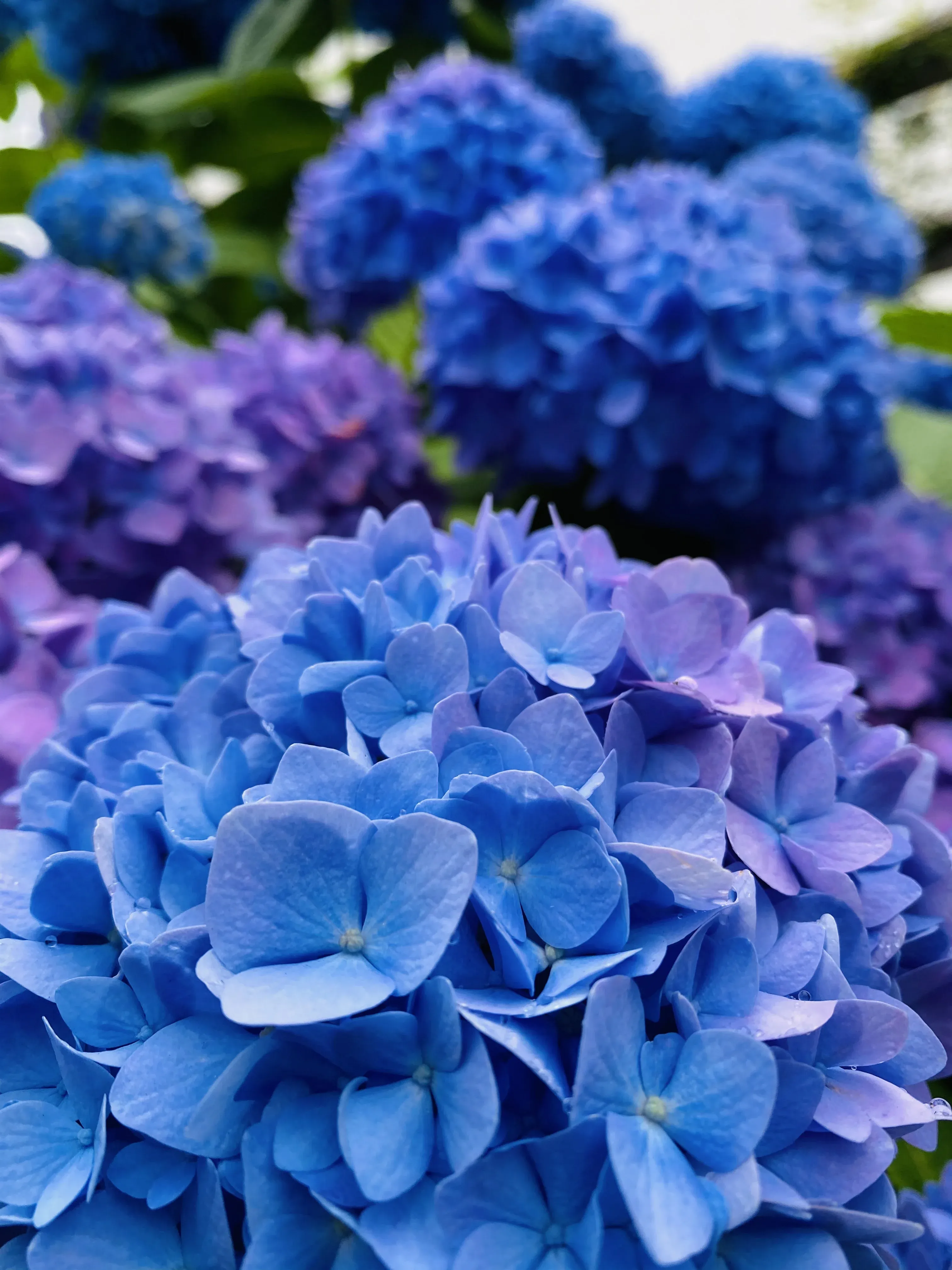 Close-up of vibrant blue and purple hydrangea flowers in full bloom, with blurred foliage in the background.