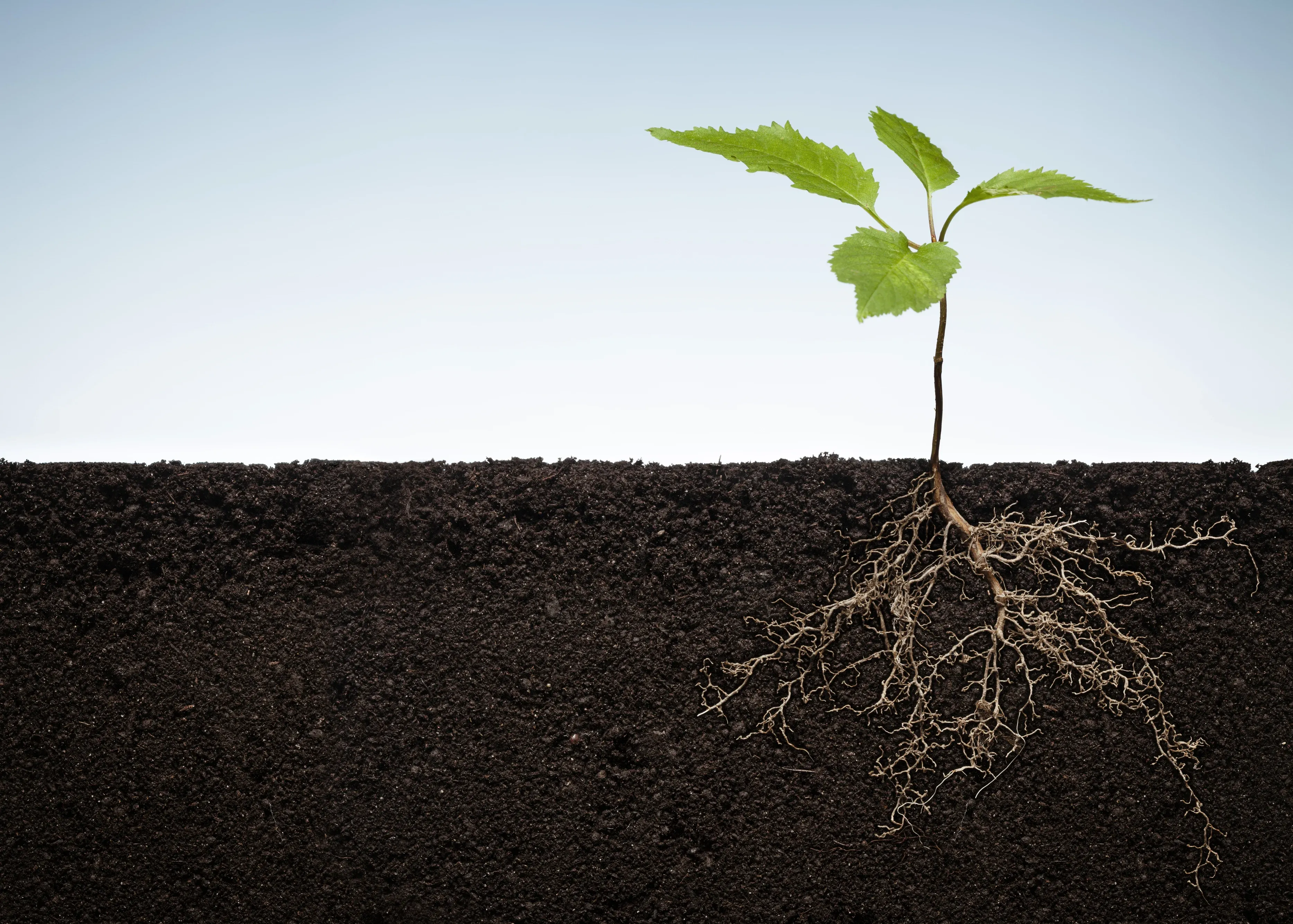 A young plant growing in soil, showing its roots beneath the surface against a clear blue sky.