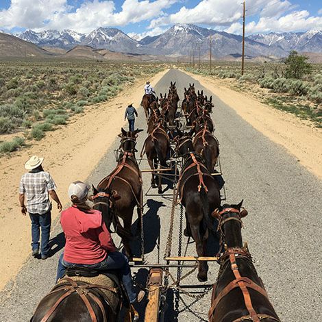 Bishop Mule Days